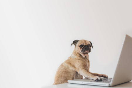 Customise your pet portrait