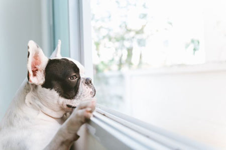 Our pet portraits are shipped fast and free